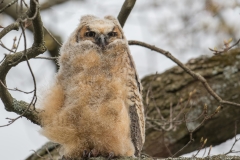 Great-Horned-Owl_850_3744