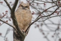 Great-Horned-Owl_850_3753