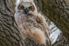 Great-Horned-Owl_850_3777