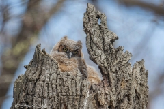 Great-Horned-Owl_850_3948