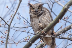 Great-Horned-Owl_850_4007