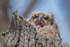 Great-Horned-Owl_850_4012