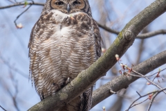 Great-Horned-Owl_850_4021