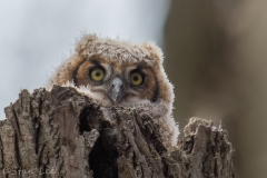 Great-Horned-Owl_850_4072