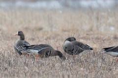 Greater White-fronted Goose_850_8555