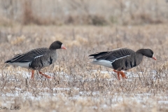 Greater White-fronted Goose_850_8561