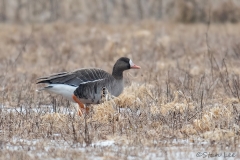 Greater White-fronted Goose_850_8564