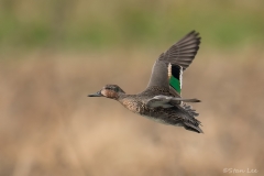 Green winged Teal_850_3973