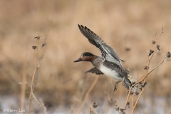 Green winged Teal_850_3978