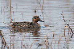 Green winged Teal_850_3984