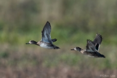 Green winged Teal_850_4107