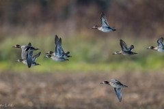 Green winged Teal_850_4123