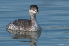 Horned Grebe_850_5549