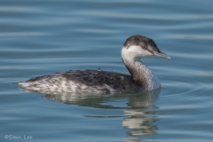 Horned Grebe_850_5602