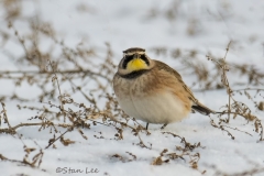 Horned Lark_850_9379