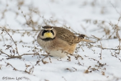 Horned Lark_850_9401