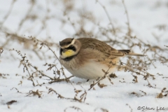 Horned Lark_850_9418