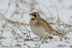 Horned Lark_850_9431