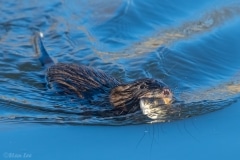 Muskrat_850_9914