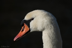 Mute Swan D58_8565