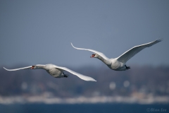 Mute Swan D5S_7604_PS