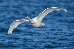 Mute Swan DSC_0388