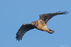 Northern Harrier_850_3036