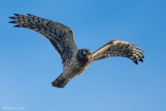 Northern Harrier_850_3054_PS