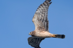 Northern Harrier_850_3349_PS