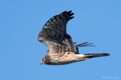 Northern Harrier_850_3364_PS