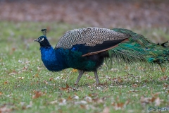 Peafowl_D5S_4390