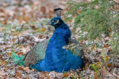 Peafowl_D5S_4405