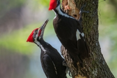 Pileated Woodpecker_850_4440