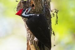 Pileated Woodpecker_850_4778