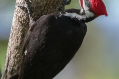 Pileated Woodpecker_850_4890