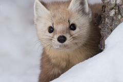 Pine Marten_D5S_0206