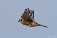 American Kestrel_D58_2817_FB