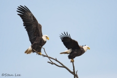 Bald Eagle_8 (2)