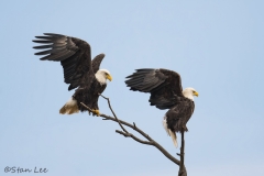 Bald Eagle_8