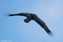 Bald Eagle_850_2149