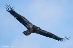 Bald Eagle_850_2151