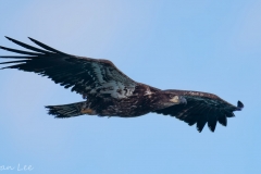 Bald Eagle_850_2157