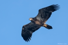 Bald Eagle_850_2890