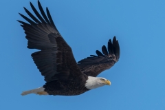 Bald Eagle_850_4109