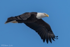 Bald Eagle_850_4110