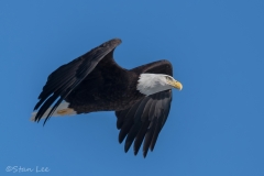 Bald Eagle_850_4114