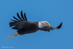 Bald Eagle_850_4115