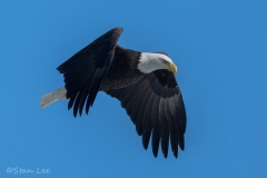 Bald Eagle_850_4116