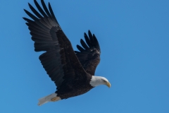 Bald Eagle_850_4117