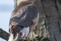 Coopers Hawk_850_0292